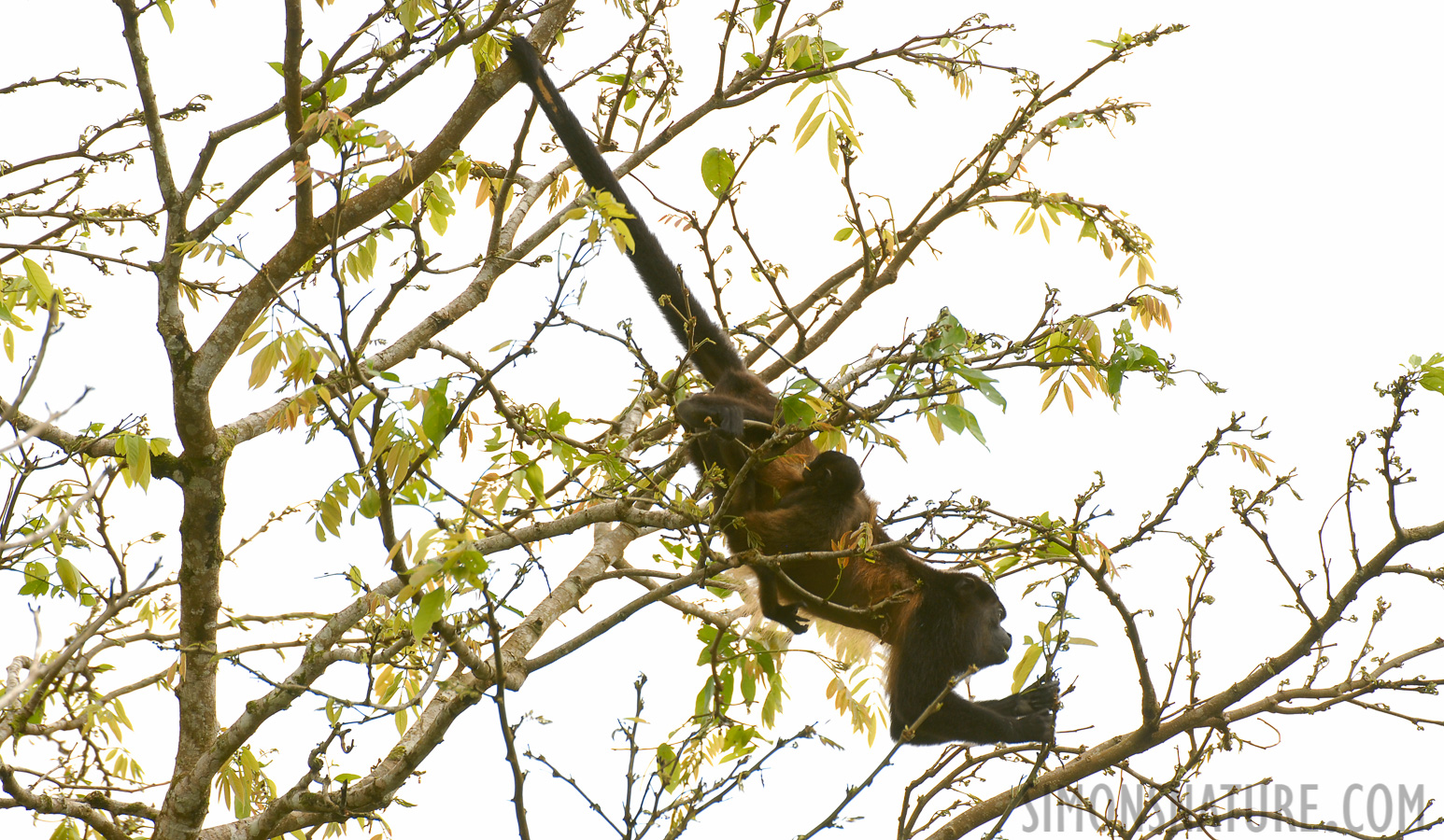 Alouatta palliata [400 mm, 1/250 sec at f / 5.0, ISO 200]